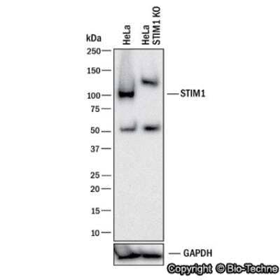 Knockdown Validated: STIM1 Antibody - BSA Free [NB110-60547]