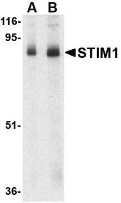 Western Blot: STIM1 AntibodyBSA Free [NBP1-76789]