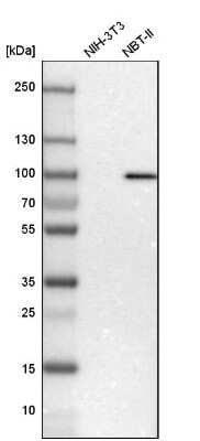 Western Blot: STIM1 Antibody [NBP1-84322]