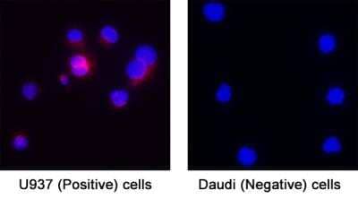 Immunocytochemistry/ Immunofluorescence: STING/TMEM173 Antibody (2922D) [NBP3-18816]