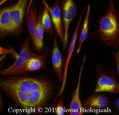 Immunocytochemistry/ Immunofluorescence: STING/TMEM173 Antibody - BSA Free [NBP2-24683]