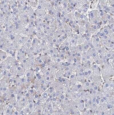 Immunohistochemistry-Paraffin: STING/TMEM173 Antibody [NBP2-38389]