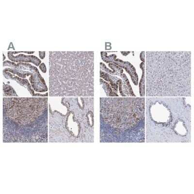 Immunohistochemistry-Paraffin: STING/TMEM173 Antibody [NBP2-48684]