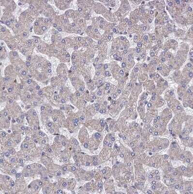 Immunohistochemistry-Paraffin: STING/TMEM173 Antibody [NBP2-48684]
