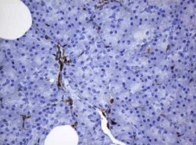 Immunohistochemistry: STING/TMEM173 Antibody (OTI4H1) [NBP2-45998]