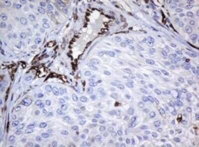 Immunohistochemistry: STING/TMEM173 Antibody (OTI4H1) [NBP2-45998]
