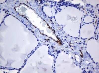 Immunohistochemistry: STING/TMEM173 Antibody (OTI4H1) [NBP2-45998]