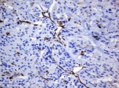 Immunohistochemistry: STING/TMEM173 Antibody (OTI4H1) [NBP2-45998]