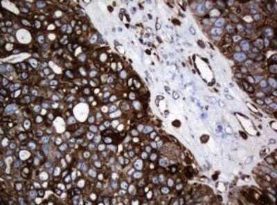 Immunohistochemistry: STING/TMEM173 Antibody (OTI4H1) [NBP2-45998]