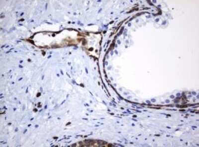 Immunohistochemistry: STING/TMEM173 Antibody (OTI4H1) [NBP2-45998]