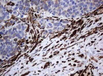 Immunohistochemistry: STING/TMEM173 Antibody (OTI4H1) [NBP2-45998]