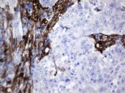 Immunohistochemistry: STING/TMEM173 Antibody (OTI4H1) [NBP2-45998]