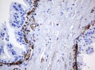 Immunohistochemistry: STING/TMEM173 Antibody (OTI4H1) [NBP2-45998]