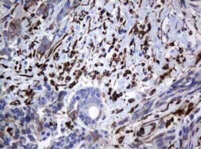 Immunohistochemistry: STING/TMEM173 Antibody (OTI4H1) [NBP2-45998]