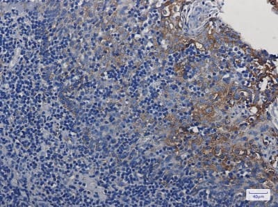 Immunohistochemistry-Paraffin: STING/TMEM173 Antibody (S06-9A7) [NBP3-19785]