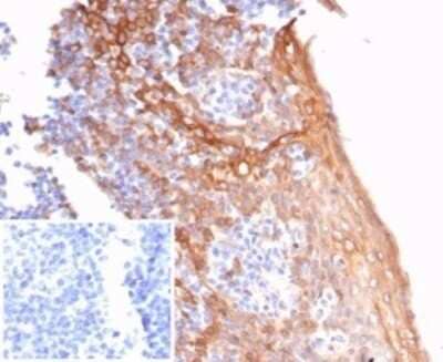 Immunohistochemistry-Paraffin: STING/TMEM173 Antibody (STING1/7431) [NBP3-13941]