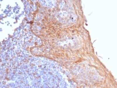 Immunohistochemistry-Paraffin: STING/TMEM173 Antibody (STING1/7431) [NBP3-13941]