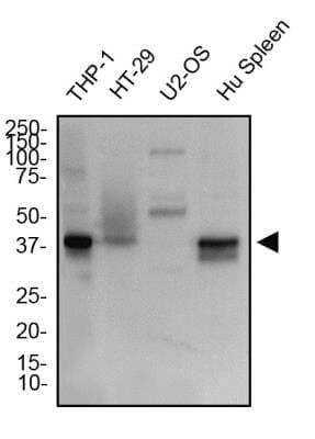 Western Blot: STING/TMEM173 AntibodyBSA Free [NBP2-24683]