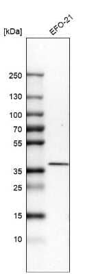 Western Blot: STING/TMEM173 Antibody [NBP2-38389]