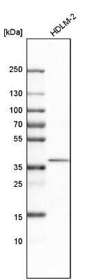 Western Blot: STING/TMEM173 Antibody [NBP2-48684]