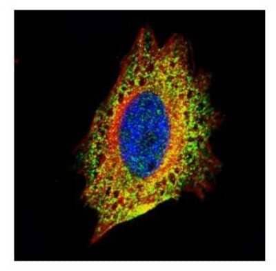 Immunocytochemistry/ Immunofluorescence: STI1 Antibody [NBP2-20512]