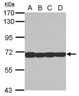 Western Blot: STI1 Antibody [NBP2-20512]