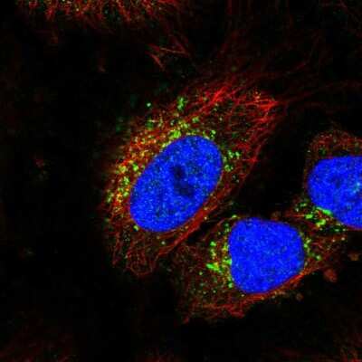 Immunocytochemistry/ Immunofluorescence: STK11IP Antibody [NBP2-58347]