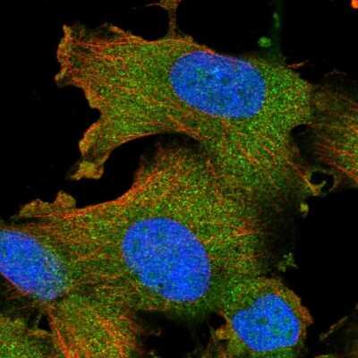 Immunocytochemistry/ Immunofluorescence: STK16 Antibody [NBP1-81040]