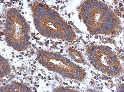 Immunohistochemistry-Paraffin: STK16 Antibody [NBP2-20513]