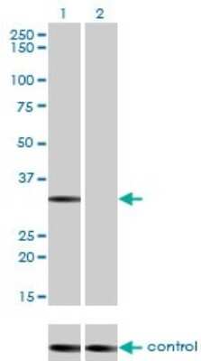 Western Blot: STK16 Antibody (M2) [H00008576-M02]