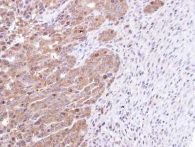 Immunohistochemistry-Paraffin: STK25 Antibody [NBP1-32670]