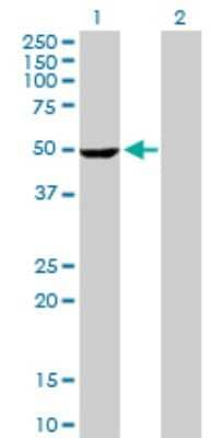 Western Blot: STK25 Antibody [H00010494-D01P]