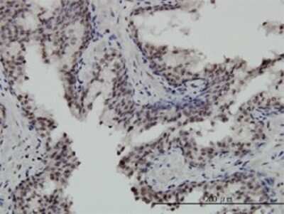 Immunohistochemistry-Paraffin: STK32C Antibody (3B4) [H00282974-M02]