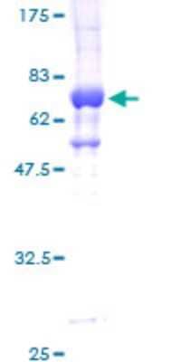 SDS-PAGE: Recombinant Human STK32C GST (N-Term) Protein [H00282974-P01]