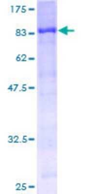 Western Blot: Recombinant Human STK33 GST (N-Term) Protein [H00065975-P01]