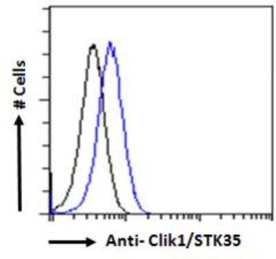 Flow Cytometry: STK35 Antibody [NB100-1393]