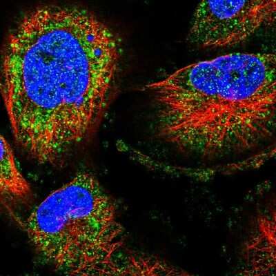 Immunocytochemistry/ Immunofluorescence: STK36 Antibody [NBP1-83411]