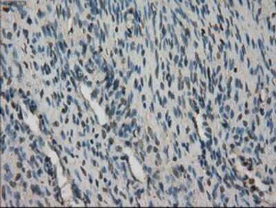Immunohistochemistry-Paraffin: STK39 Antibody (OTI4E3) [NBP1-48021]