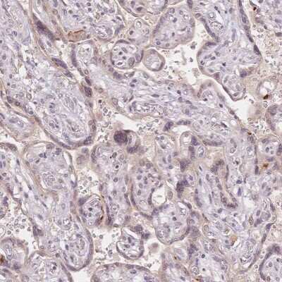 Immunohistochemistry-Paraffin: STK39 Antibody [NBP2-49347]