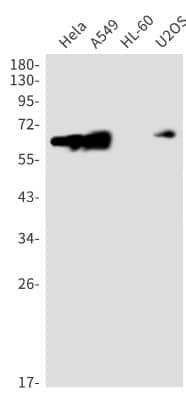 Western Blot: STK39 Antibody (S06-2B0) [NBP3-20003]