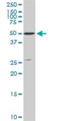 Western Blot: STK4 Antibody (4F4) [H00006789-M02]
