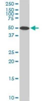 Western Blot: STK4 Antibody (4F4) [H00006789-M02]