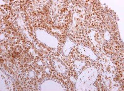 Immunohistochemistry-Paraffin: STK4 Antibody [NBP1-31233]