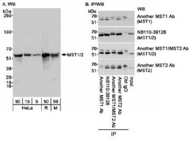 Immunoprecipitation: STK4 Antibody [NB110-39128]