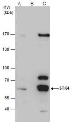 Immunoprecipitation: STK4 Antibody [NBP1-31233]