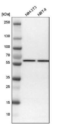 Western Blot: STK4 Antibody [NBP1-82865]