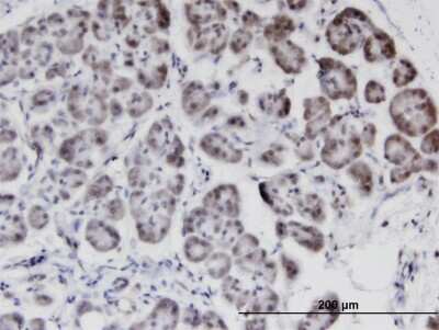 Immunohistochemistry-Paraffin: STK40 Antibody (4G3) [H00083931-M04]
