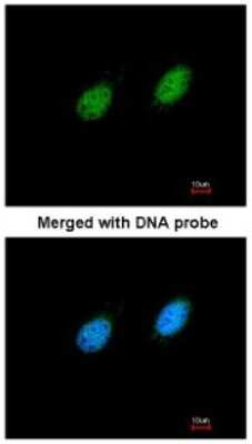 Immunocytochemistry/ Immunofluorescence: STK40 Antibody [NBP1-33391]