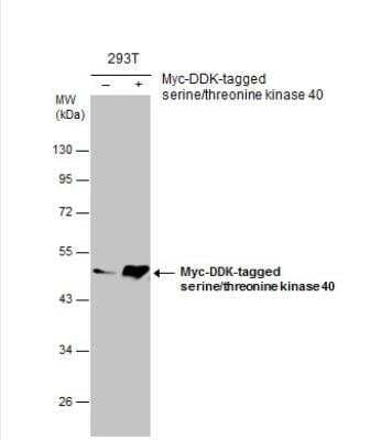 Western Blot: STK40 Antibody [NBP1-33391]