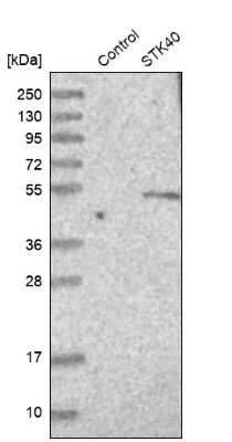 Western Blot: STK40 Antibody [NBP1-82678]